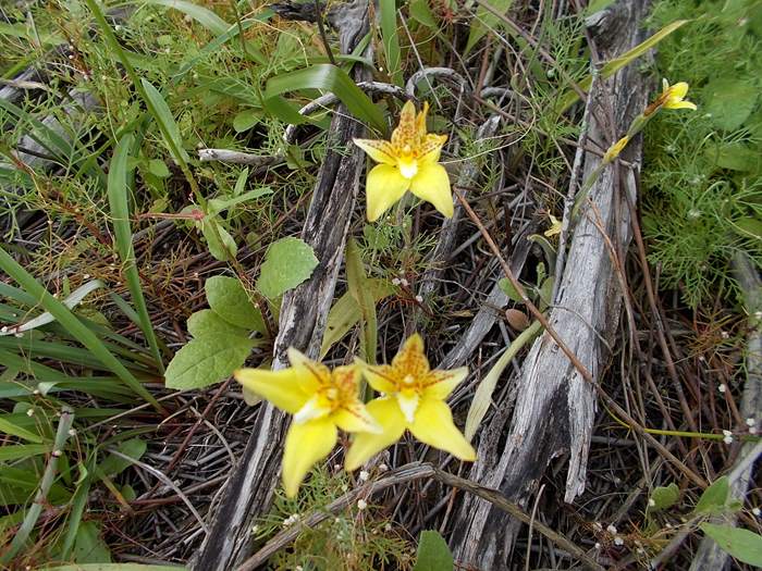 Caladenia - orchid cowslip camel-soak-wf-51.JPG